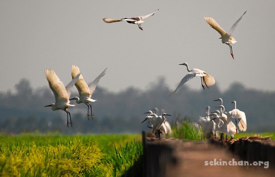 heron-bird-flying-at-sekinchan-paddy-field