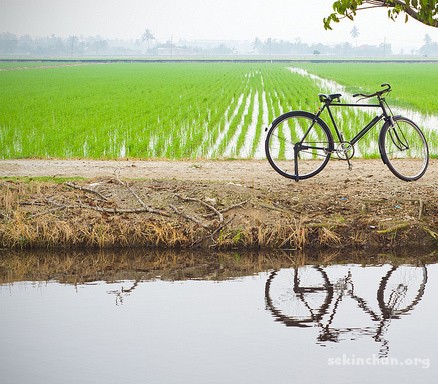 sekinchan-paddy-field-bicycle